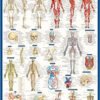 Anatomy Laminated Poster